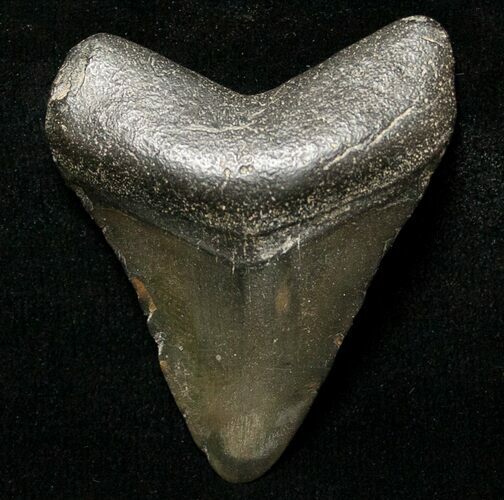 Juvenile Megalodon Tooth - South Carolina #8714